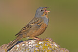Image. Cretzschmar's Bunting