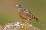 Image. Cretzschmar's Bunting