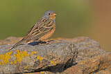 Image. Cretzschmar's Bunting