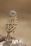 Image. Cretzschmar's Bunting