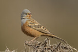 Image. Cretzschmar's Bunting