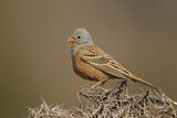 Image. Cretzschmar's Bunting