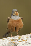 Image. Cretzschmar's Bunting