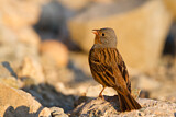 Image. Cretzschmar's Bunting