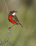 Image. Crimson Chat