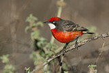 Image. Crimson Chat