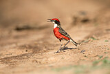 Image. Crimson Chat