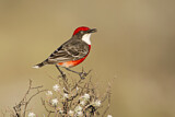 Image. Crimson Chat