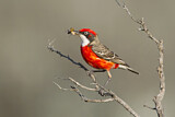 Image. Crimson Chat