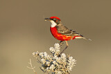 Image. Crimson Chat