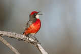 Image. Crimson Chat