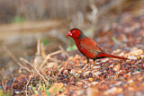 Image. Crimson Finch
