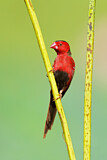 Image. Crimson Finch