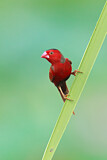 Image. Crimson Finch
