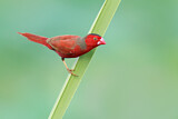 Image. Crimson Finch