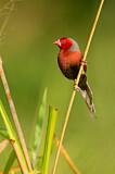 Image. Crimson Finch