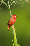 Image. Crimson Finch
