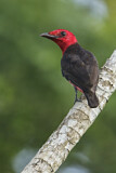 Image. Crimson Fruitcrow