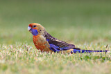 Image. Crimson Rosella