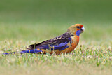 Image. Crimson Rosella
