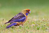 Image. Crimson Rosella