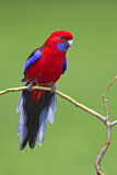Image. Crimson Rosella