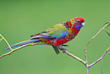Image. Crimson Rosella
