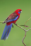 Image. Crimson Rosella