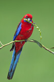 Image. Crimson Rosella