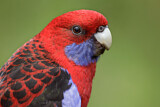 Image. Crimson Rosella