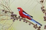 Image. Crimson Rosella