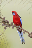 Image. Crimson Rosella