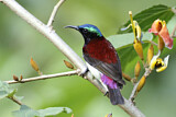 Image. Crimson-backed Sunbird