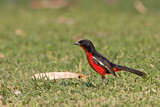 Image. Crimson-breasted Shrike