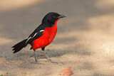 Image. Crimson-breasted Shrike