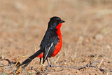 Image. Crimson-breasted Shrike