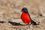 Image. Crimson-breasted Shrike