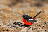 Image. Crimson-breasted Shrike