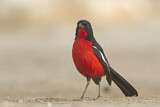 Image. Crimson-breasted Shrike