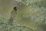 Image. Crimson-collared Grosbeak