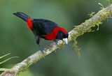 Image. Crimson-collared Tanager