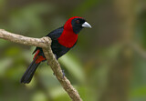 Image. Crimson-collared Tanager