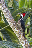 Image. Crimson-crested Woodpecker