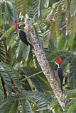 Image. Crimson-crested Woodpecker