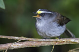 Image. Crowned Chat-Tyrant