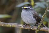 Image. Crowned Chat-Tyrant