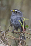 Image. Crowned Chat-Tyrant