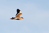 Image. Crowned Lapwing