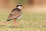 Image. Crowned Lapwing