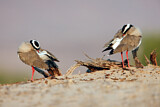 Image. Crowned Lapwing